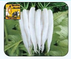 F1 Sikandar Radish Seeds