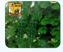 F1 Umesh Bitter Gourd Seeds