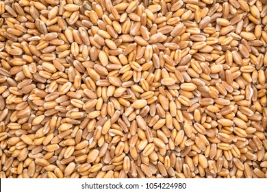 Organic Wheat, For Bakery Products, Making Bread, Feature : Gluten Free