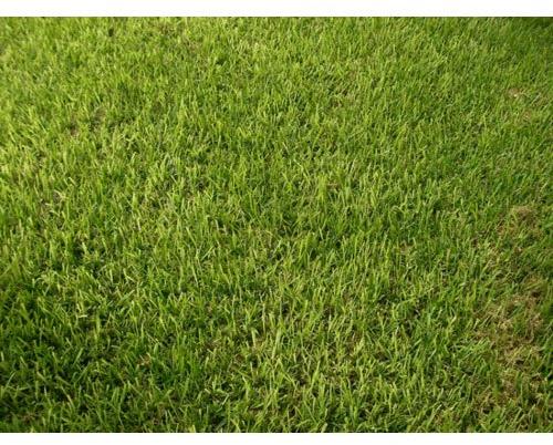 Lawn Grass, Color : Green