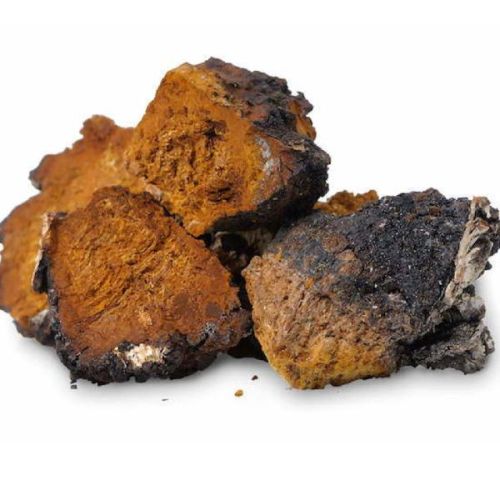 Chaga Mushroom