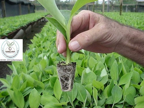 Kaushal Kisan Tissue Culture Banana Plant, Packaging Type : PB
