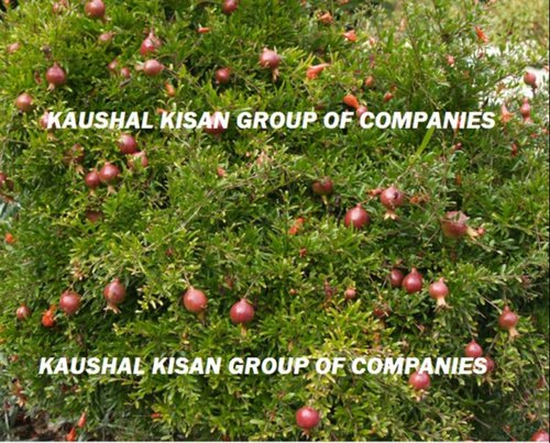 Tissue Culture Pomegranate Plant, Packaging Type : Poly Bag