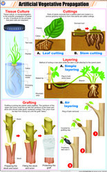 Kansil Artificial Vegetative Propagation Chart, Color : Full Color