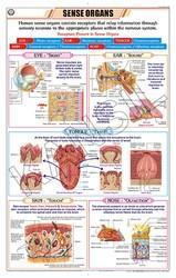 Kansil Sense Organs Chart, Color : Full Colour