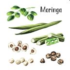Dry Dried Moringa Oleifera