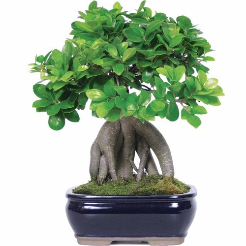 Organic Bonsai Plant, For Nursery Use, Plantation, Color : Green