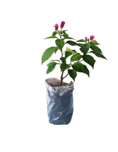 Bougainvillea Mix Plant