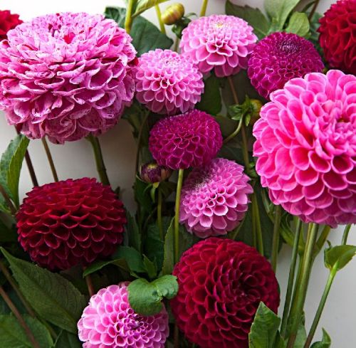 Organic Dahlia Plant, For Plantation, Packaging Type : Plastic Bag