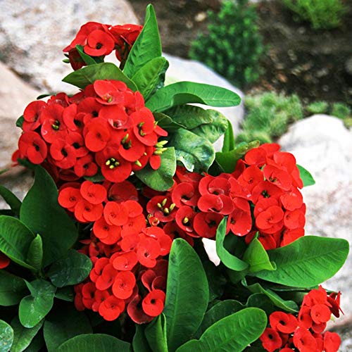 Euphorbia Plant, For Decoration, Gardening, Color : Red