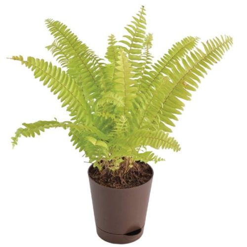 Organic Fern Plant, For Gardening, Feature : Fast Growth