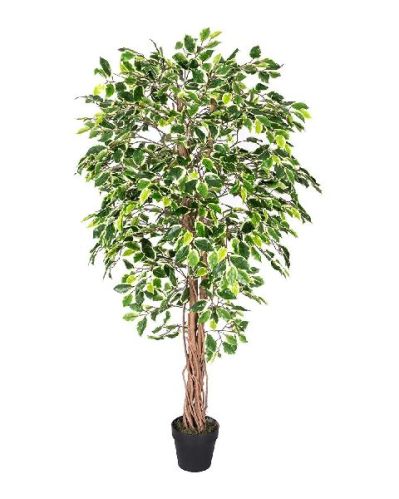 Organic Ficus Plant, For Plantation, Color : Green