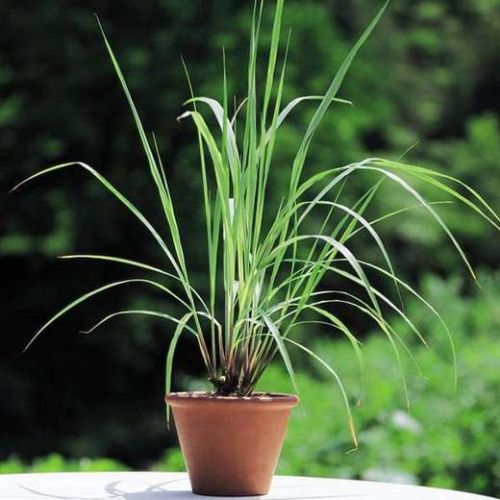 Lemongrass Plant, Color : Green