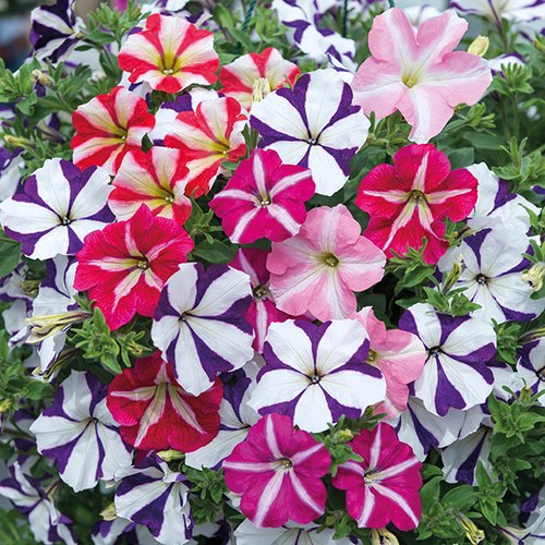 Petunia Plant, For Gardening