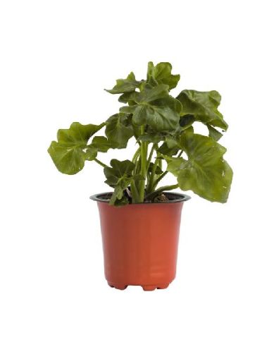 Philodendron Curly Plant With 5 Inch Nursery Pot