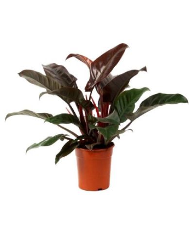 Philodendron Red Plant With 8 Inch Nursery Pot
