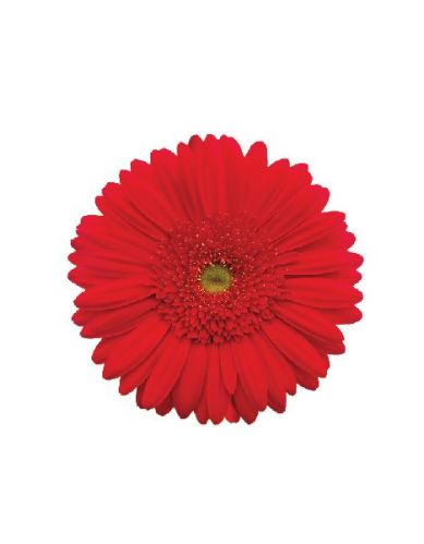 Red Gerbera Plant, Style : Fresh