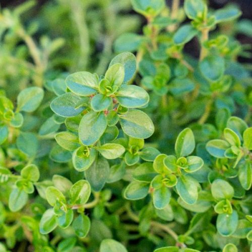 Thyme Plant, Color : Green