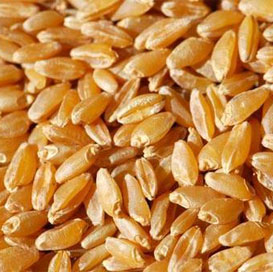 Wheat seeds, Purity : 100%