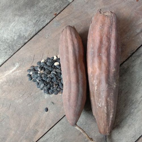 Natural Ridge Gourd Seeds, For Human Consumption, Animal Feed