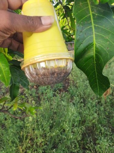 Malhar Agro Melon Fly Trap, Color : Yellow