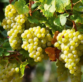 Natural Perlette Grapes