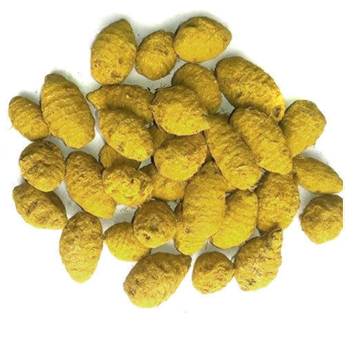 Rajapuri Turmeric Bulb