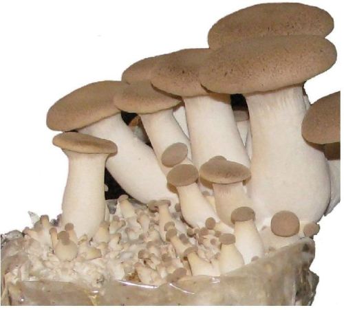 Natural King Oyster Mushroom Spawn, Packaging Type : Plastic Packet