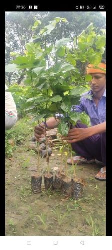 Karanj Plant, Color : Green