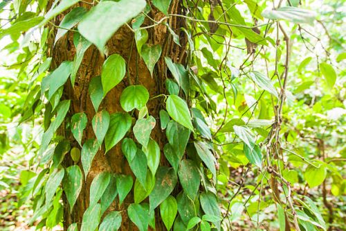 Organic Betel Leaf Oil, For Cooking, Human Consumption, Certification : FSSAI Certified