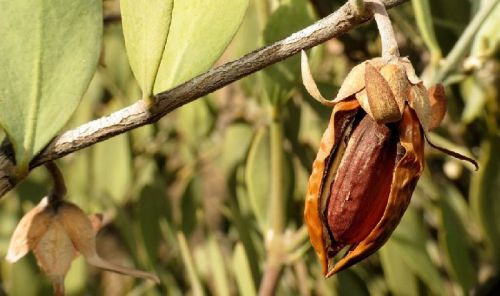 Bleached Jojoba Oil, For Ayurvedic Products, Skin Care Products, Form : Liquid