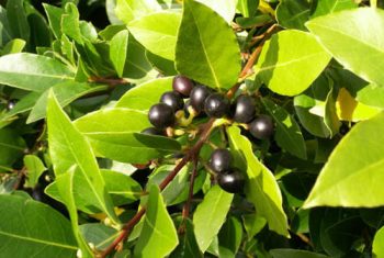 Camphor Oil,camphor Oil, Shelf Life : 1Year