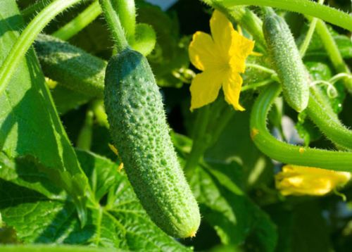 Organic Cucumber Oil, For Medicine, Natural Perfumery, Certification : FSSAI