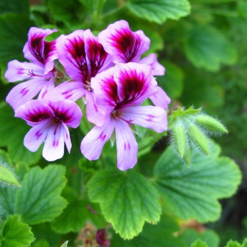 Geranium Oil, For Medicine, Purity : 100 %