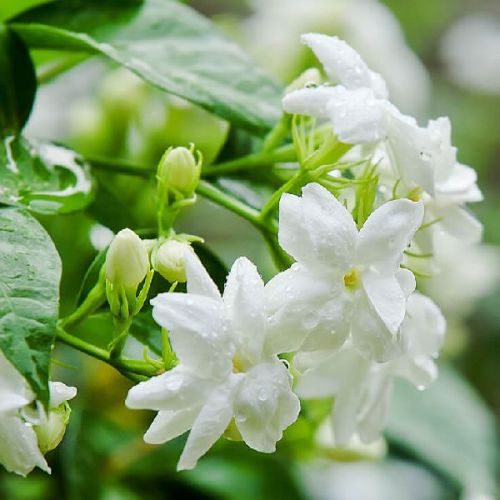 Jasmine Grandiflorum Absolute, Packaging Size : 50ml, 100ml, 200ml, 250ml