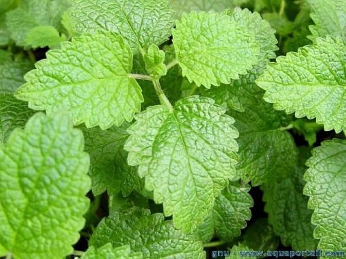 Mentha Citrata Oil, For Medicine, Feature : Anti-Inflammatory
