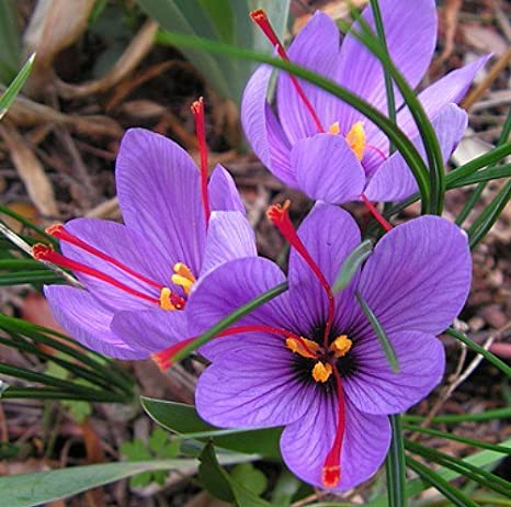 Saffron Water, Packaging Type : Plastic Bottle