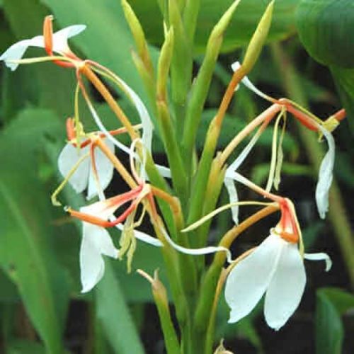 Small Kapoor Kachari Oil, Purity : 100%