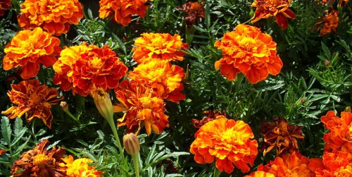 Tagetes Oil, Shelf Life : 2 Yrs