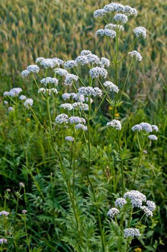 Valerian Oil, Color : Highly Diffusive, Musky Animalic Note