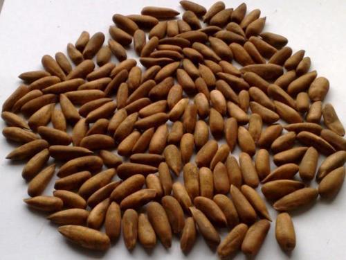 Chilgoza Pine Nuts, For Food, Snacks, Sweets, Packaging Type : Pouch, PP Bag, Sachet Bag, Tinned Can