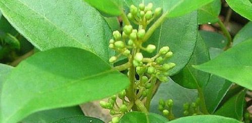 Natural Gurmar Powder, For Dhaba, Home, Office, Restaurant, Certification : FSSAI Certified