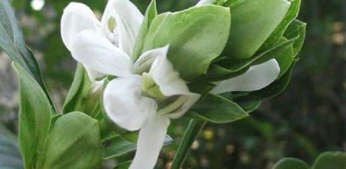 Vasaka Powder, Packaging Type : PP Bags