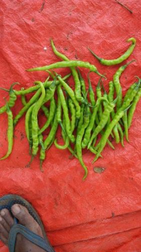 Common Green Chilli, For Cooking, Fast Food, Sauce, Feature : Non Harmful