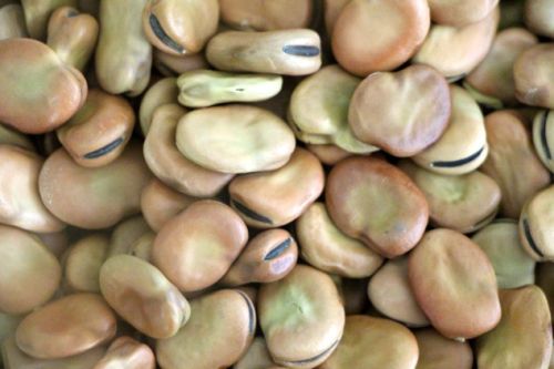 Dry Fava Beans