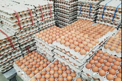 Fresh Table Eggs, For Human Consumption, Packaging Type : Caret, Tray