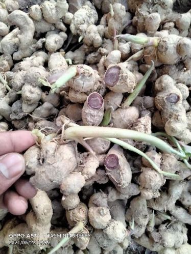 Organic Black Ginger Seed, Shelf Life : 12 Months