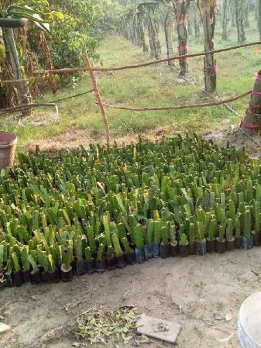 Dragon Fruit Plants, Color : Green