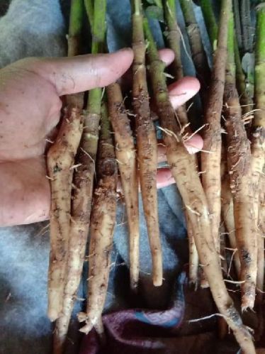 Teak Wood Stamps Plants, Color : Grey, Light Silver