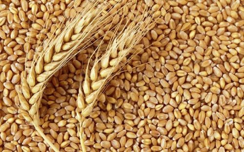 Organic Wheat Grains, For Bakery Products, Cookies, Cooking, Making Bread, Color : Yellow